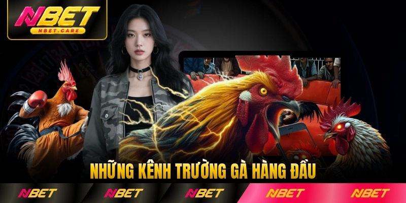 Những kênh trường gà hàng đầu nổi tiếng nhất tại Nbet
