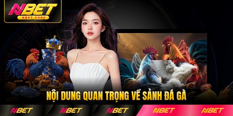 Nội dung quan trọng về sảnh đá gà Nbet hiện nay